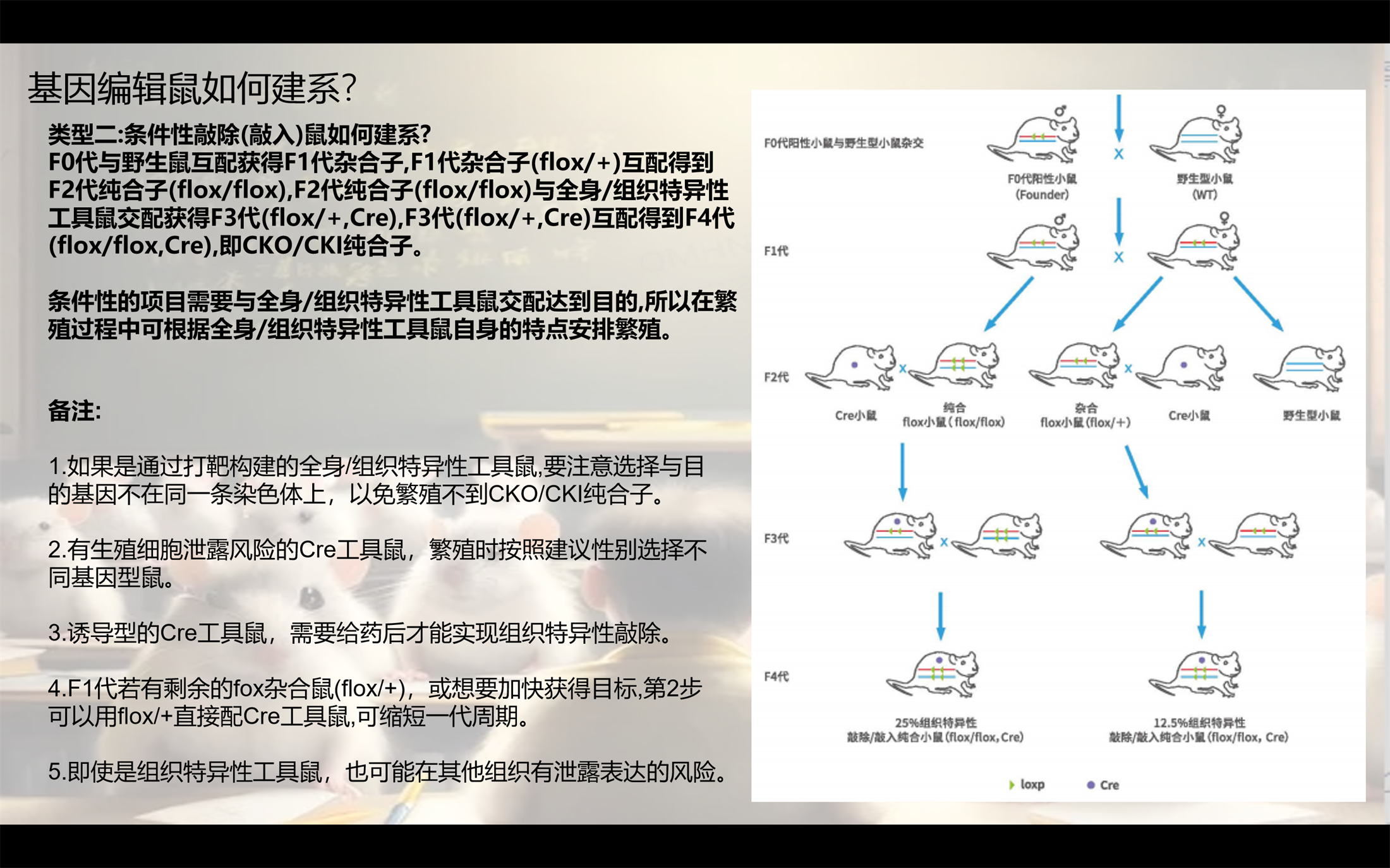 小鼠繁育12.png