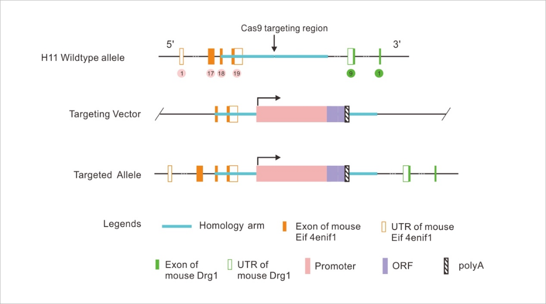 CRISPR-06.png